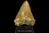 Superb, Colorful Megalodon Tooth - Indonesia #151828-2